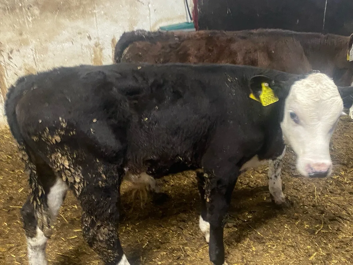 4 Whitehead/Angus Reared Bull Calves - Image 2