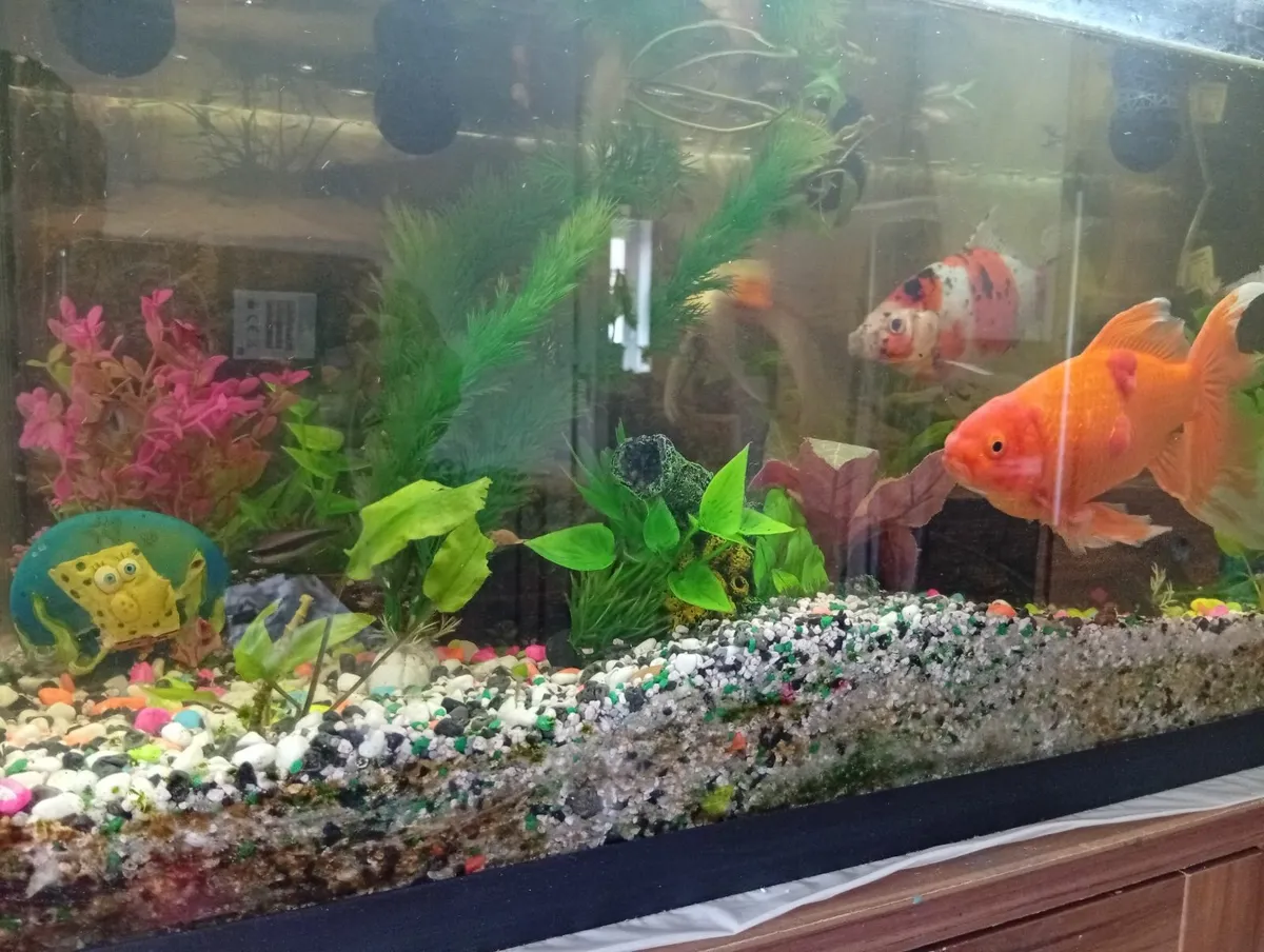 Quality Fish tank with cabinet full set - Image 1