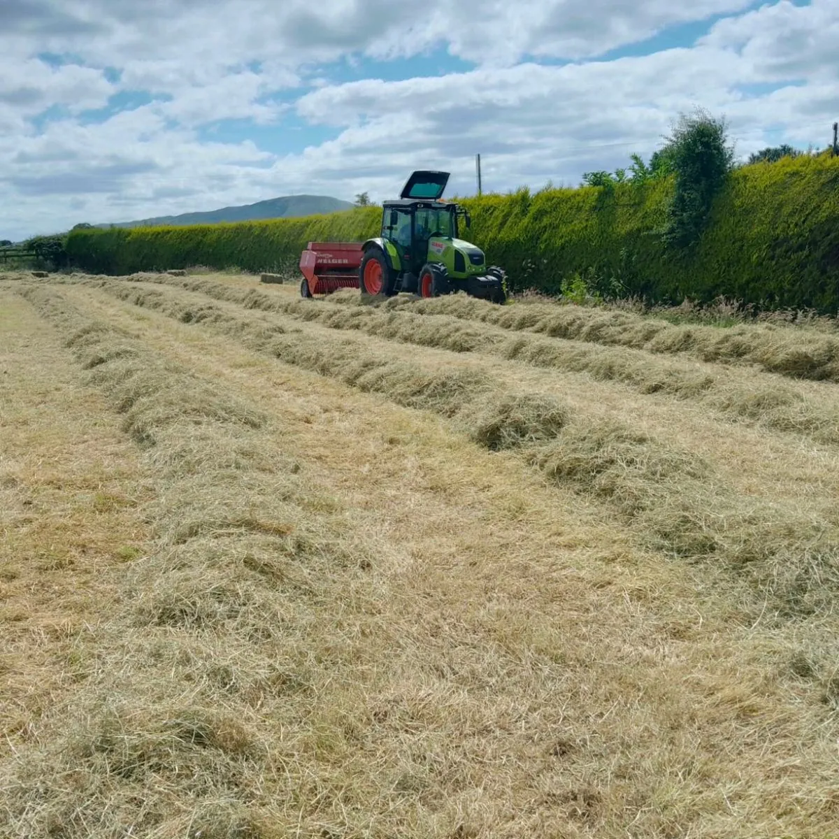 Square Bales of Hay - Image 1