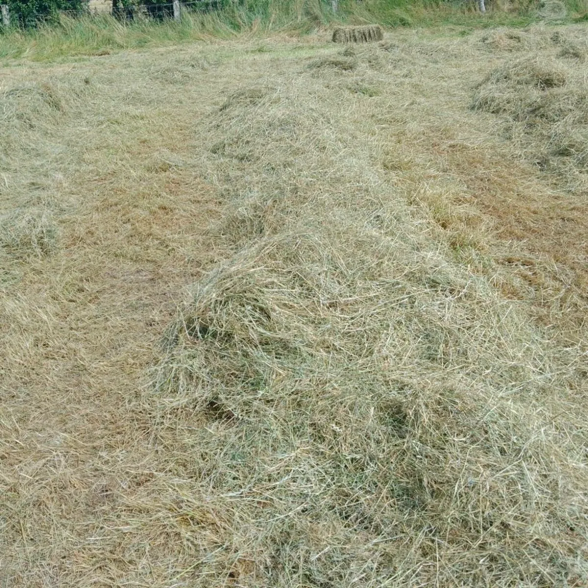 Square Bales of Hay - Image 2