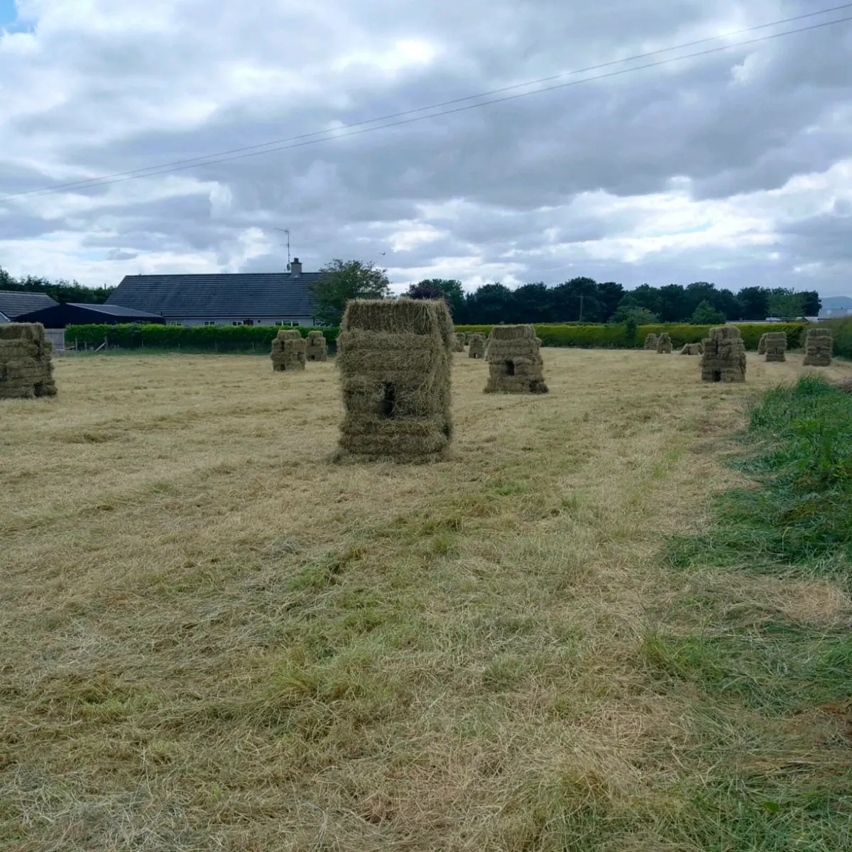 Square Bales of Hay - Image 4