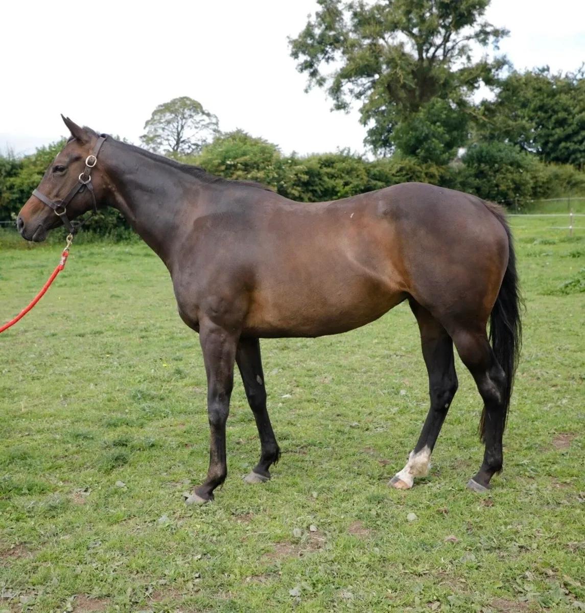 Thoroughbred Mare