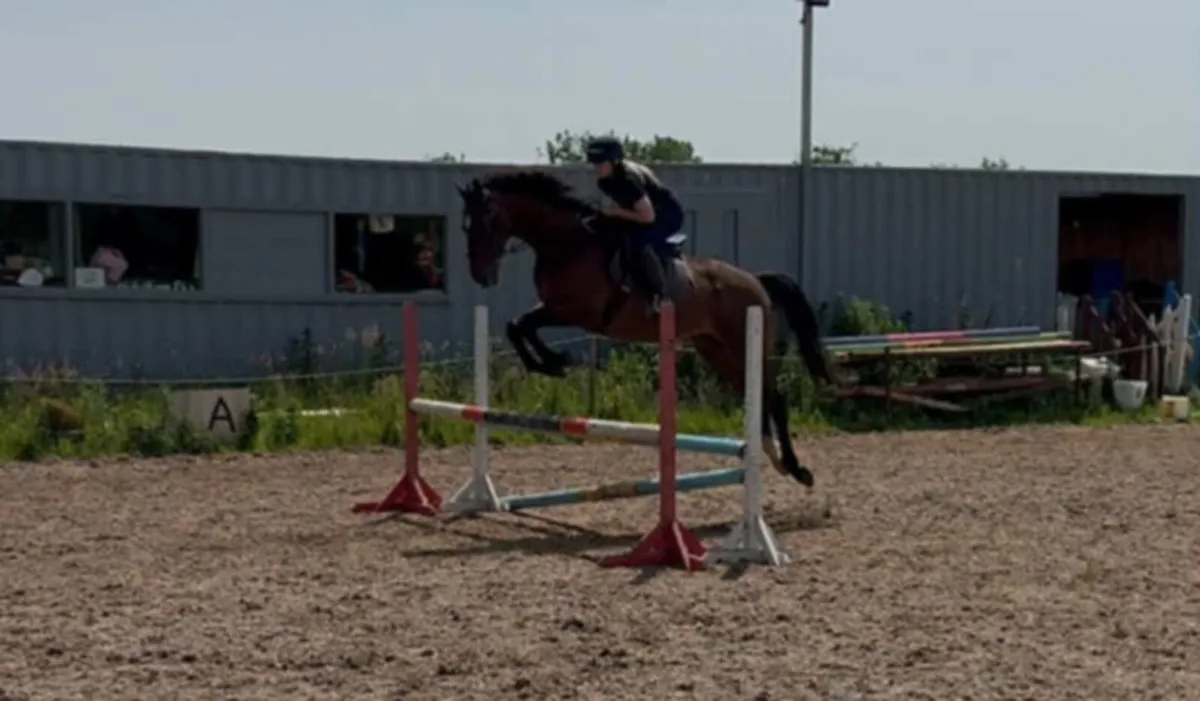 16 2hh 10yr TB - Image 1