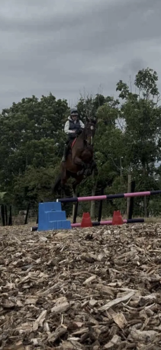 16 2hh 10yr TB - Image 2