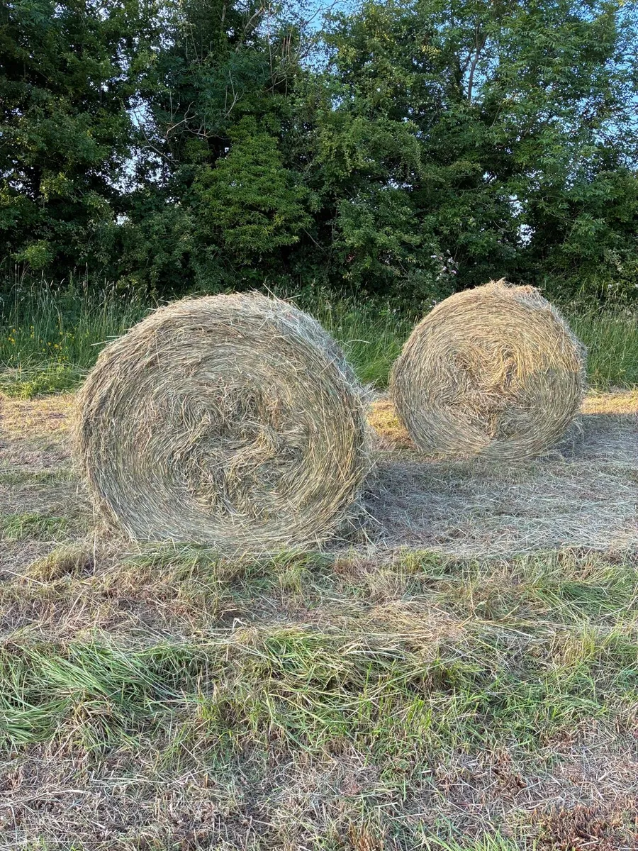 Hay - Image 1