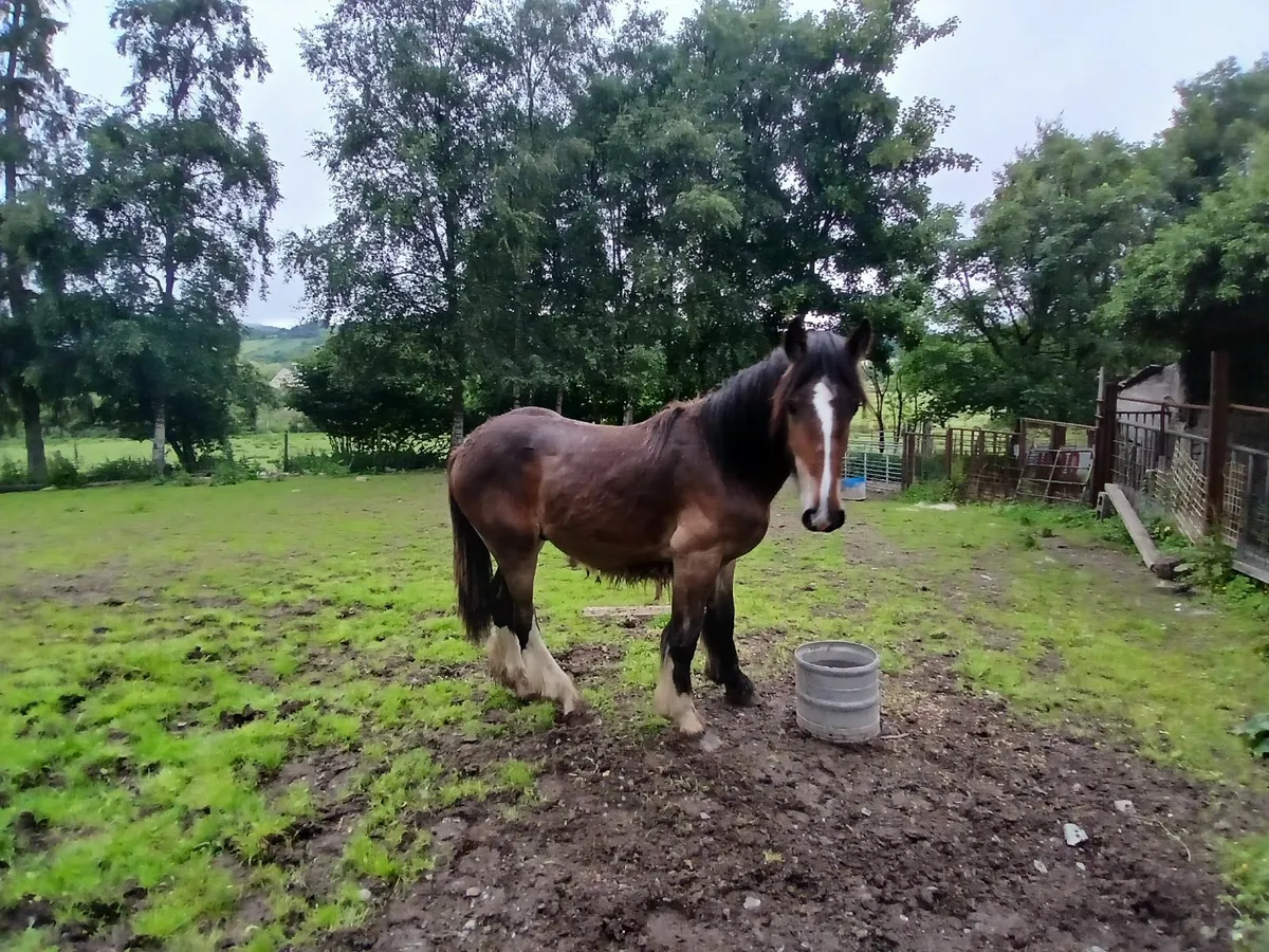Colt Shire - Image 3