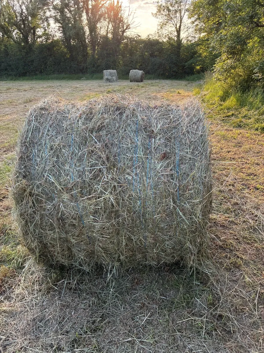 Hay - Image 2