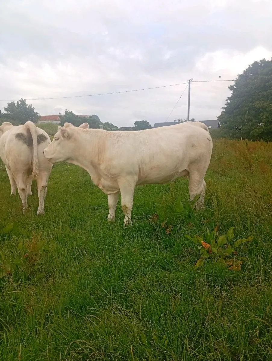 🔥Scardaune Charolais 🔥 - Image 1