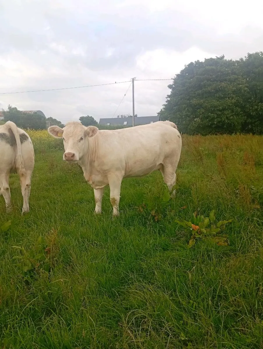 🔥Scardaune Charolais 🔥 - Image 2