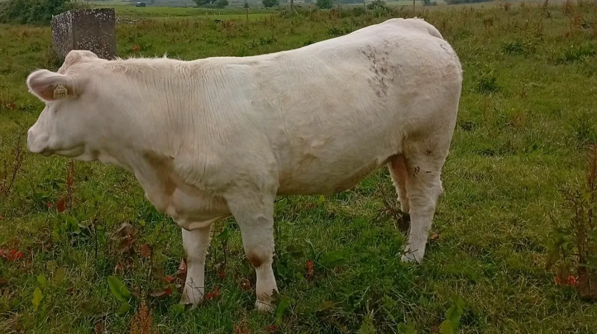🔥Scardaune Charolais 🔥 - Image 3