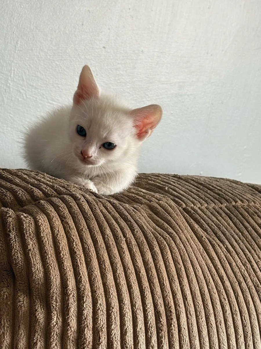 Kittens - Image 1