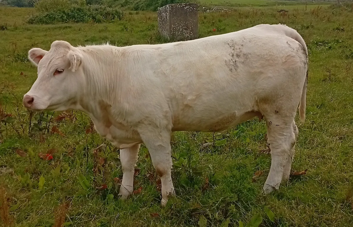 🔥Scardaune Charolais 🔥 - Image 4