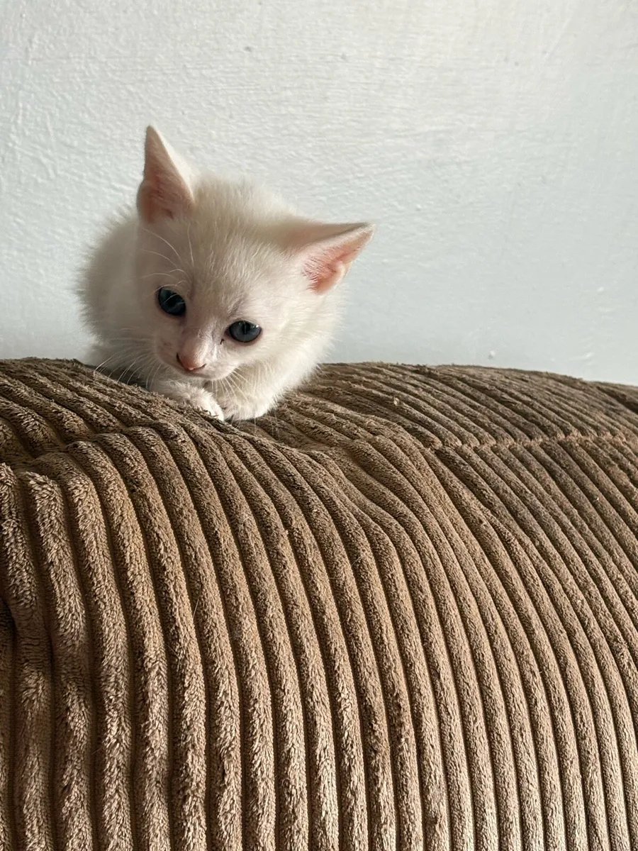 Kittens - Image 2