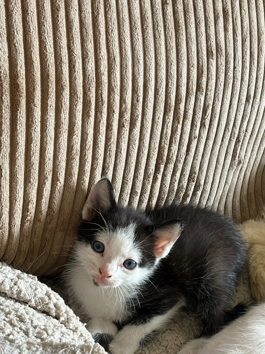 Kittens - Image 3