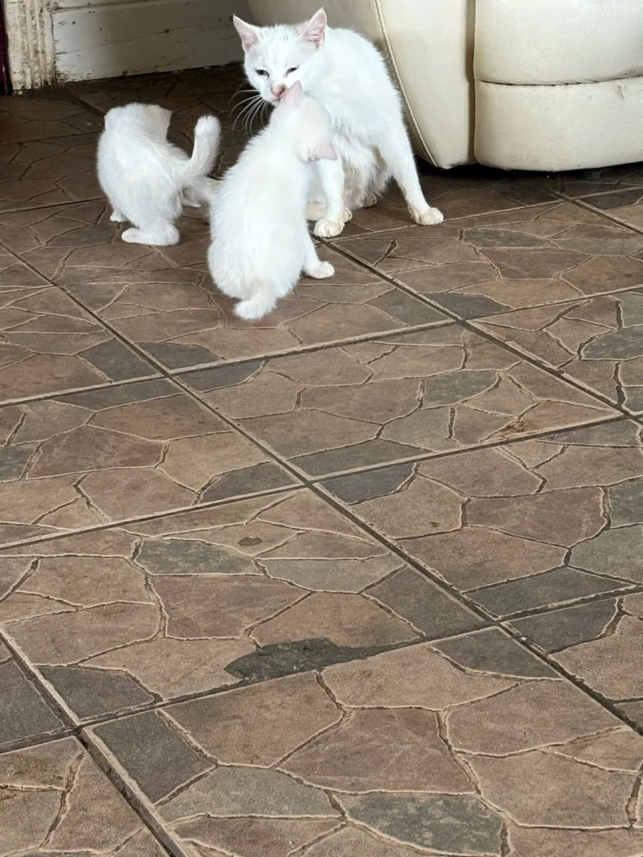 Kittens - Image 4