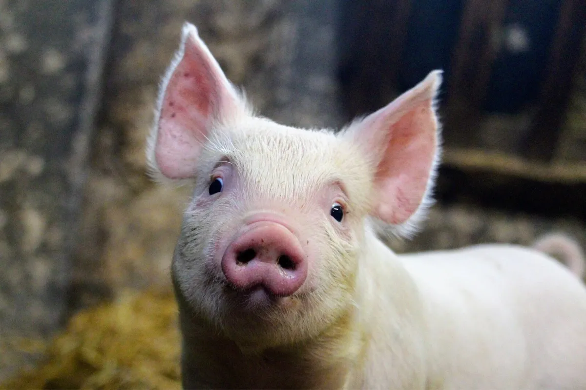 Pig Slurry
