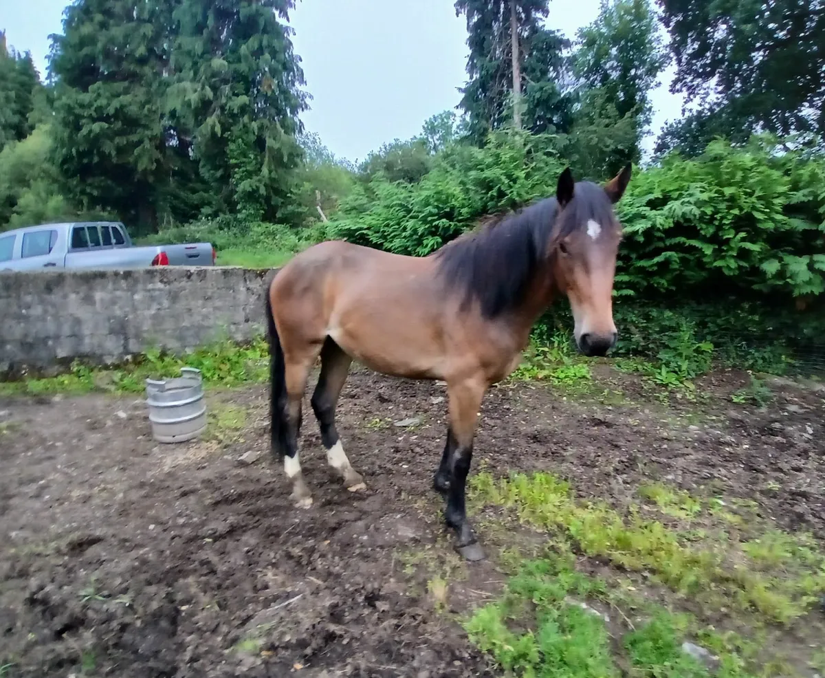 Filly Bay Mare - Image 1