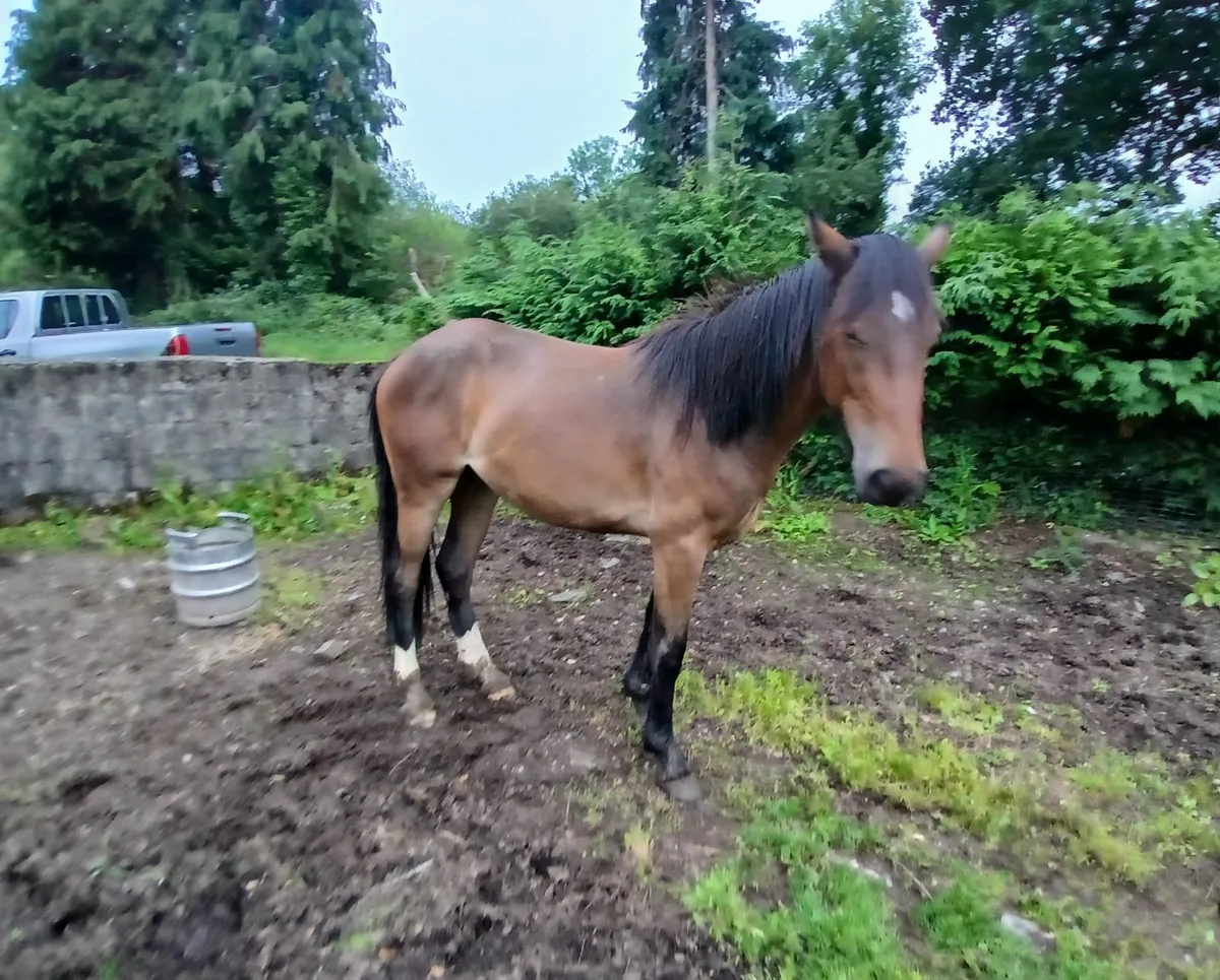 Filly Bay Mare - Image 2