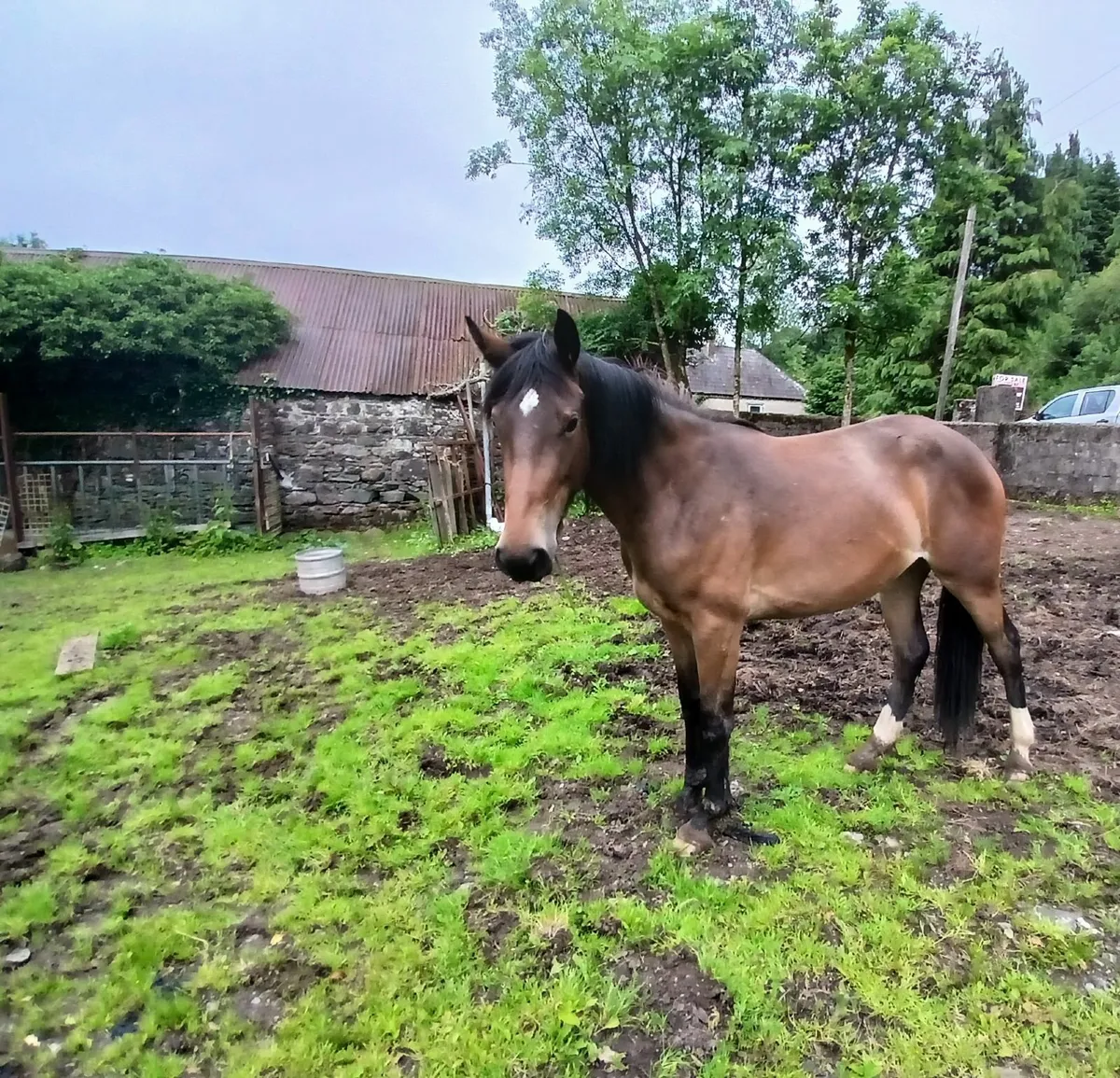 Filly Bay Mare - Image 3