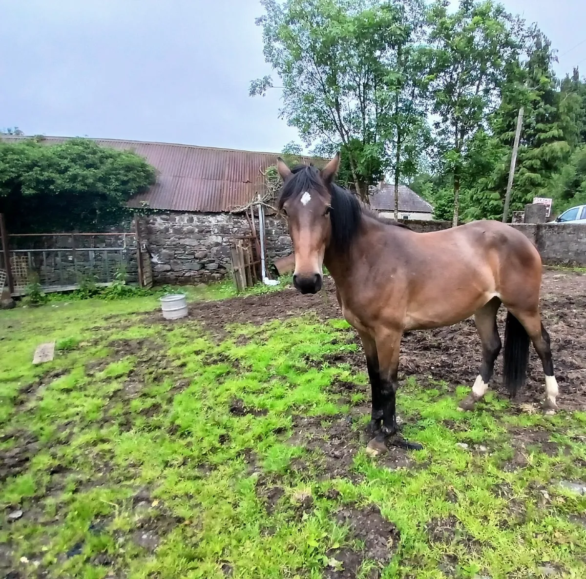 Filly Bay Mare - Image 4