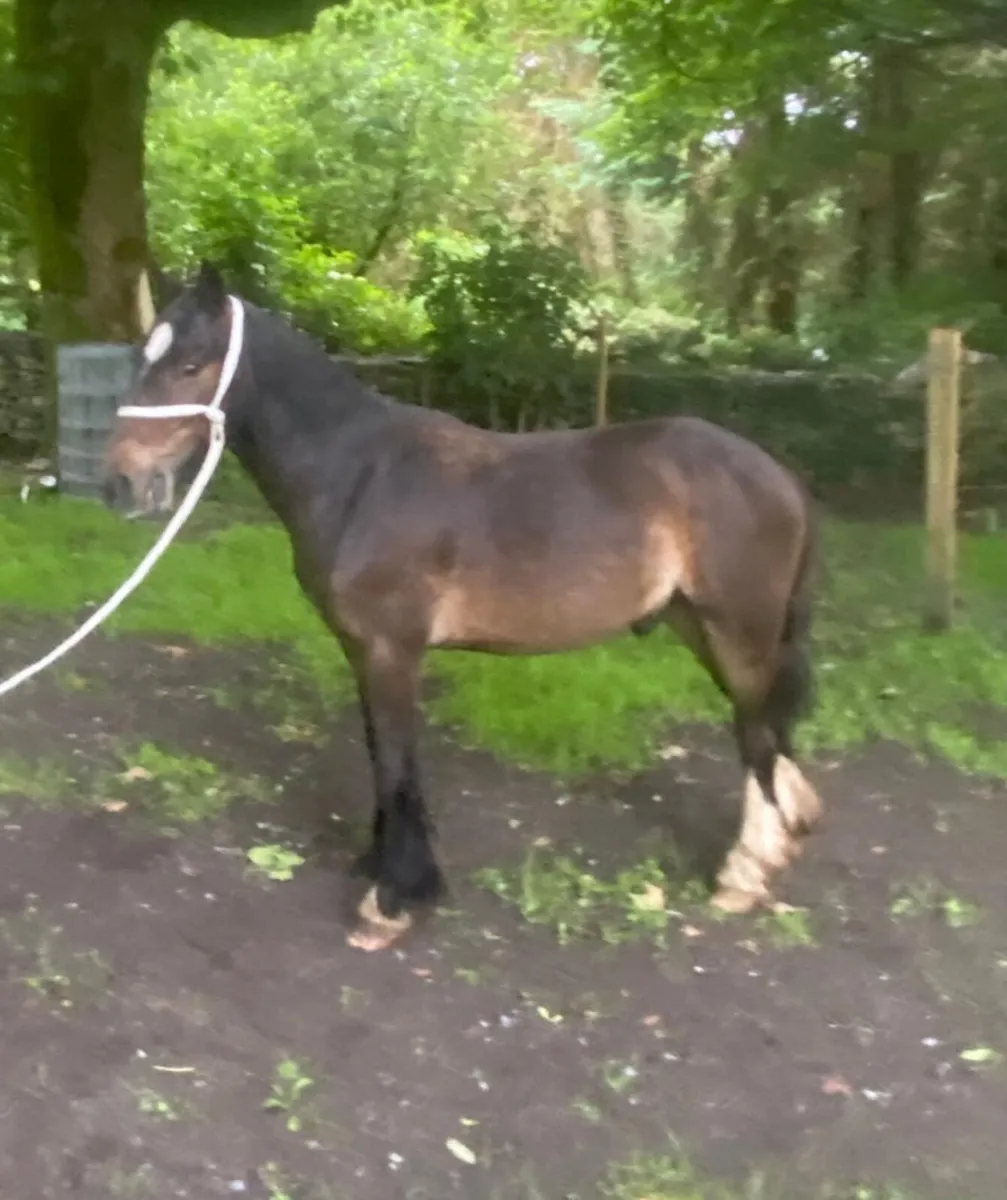 Three year old mini cob gelding - Image 1
