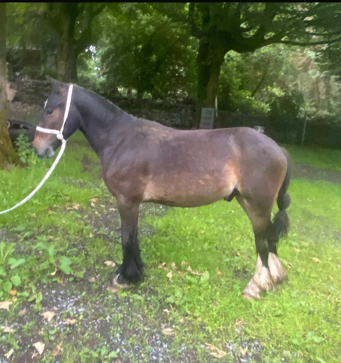 Three year old mini cob gelding - Image 2