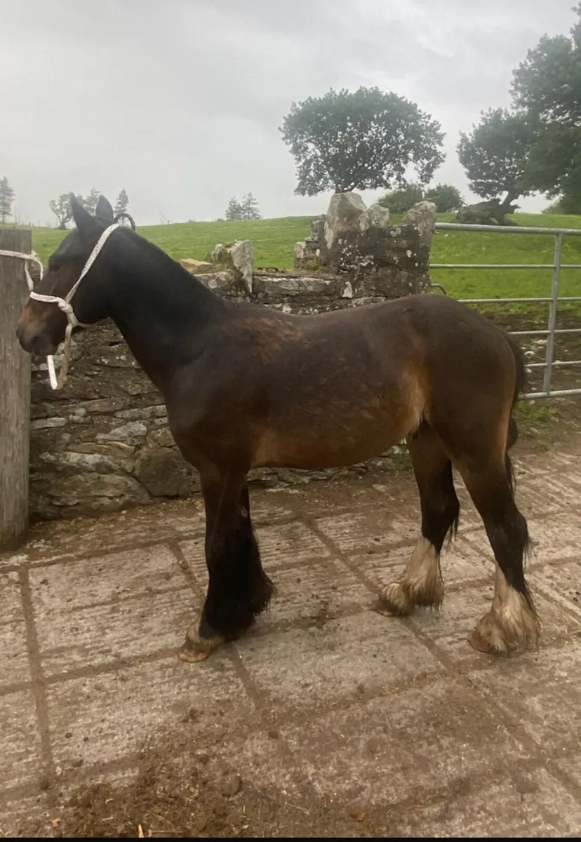 Three year old mini cob gelding - Image 3