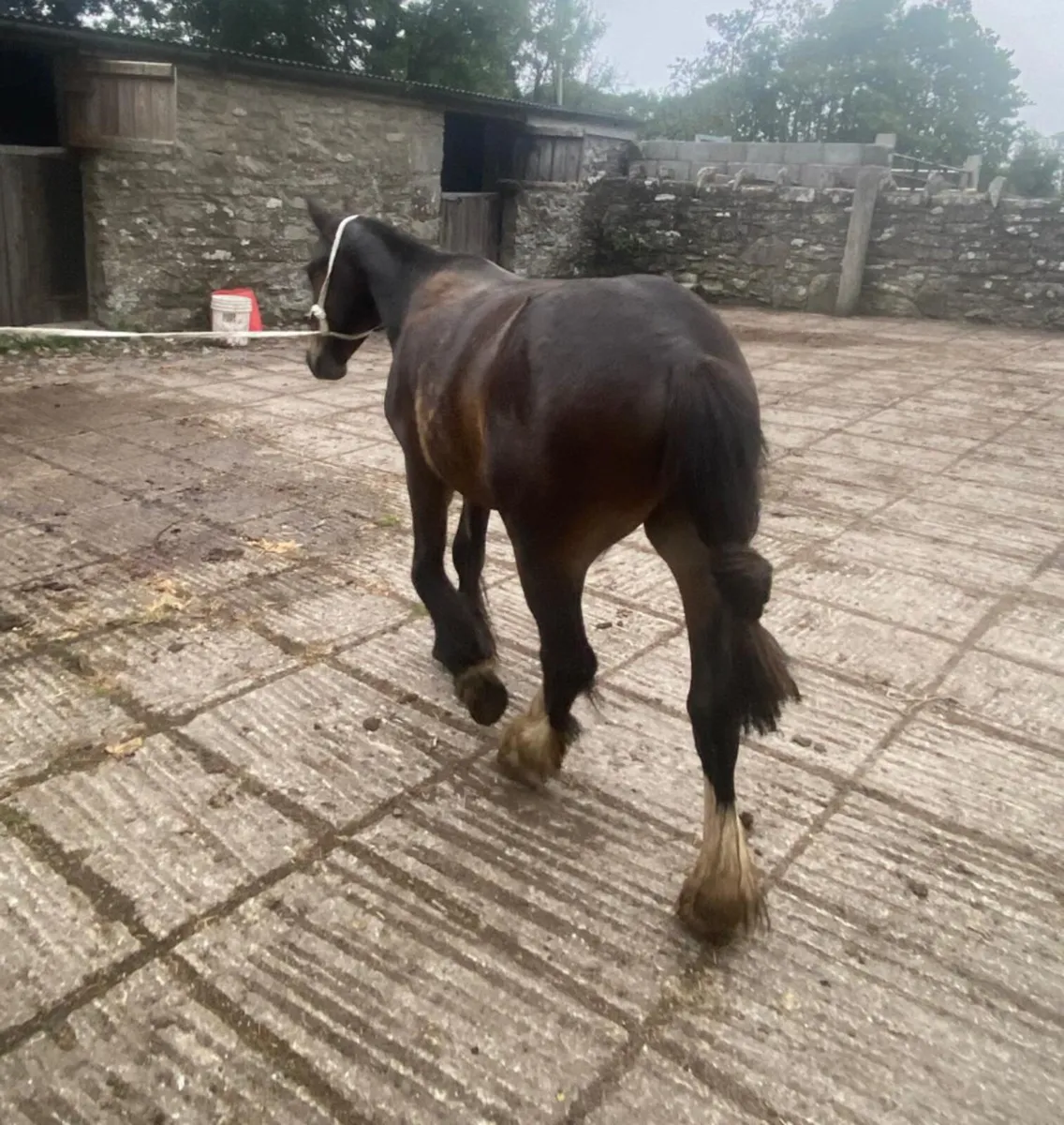 Three year old mini cob gelding - Image 4