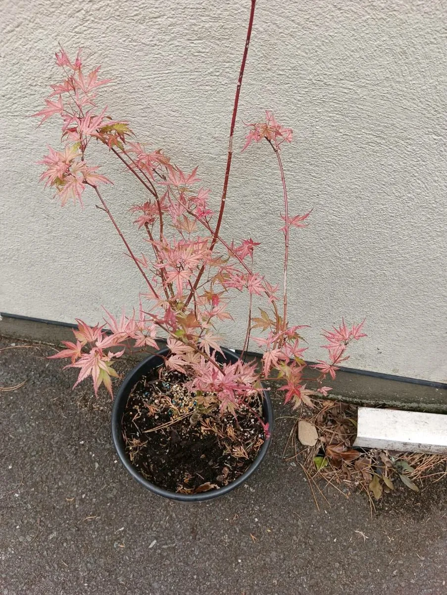 Beautiful Acer's - Image 1