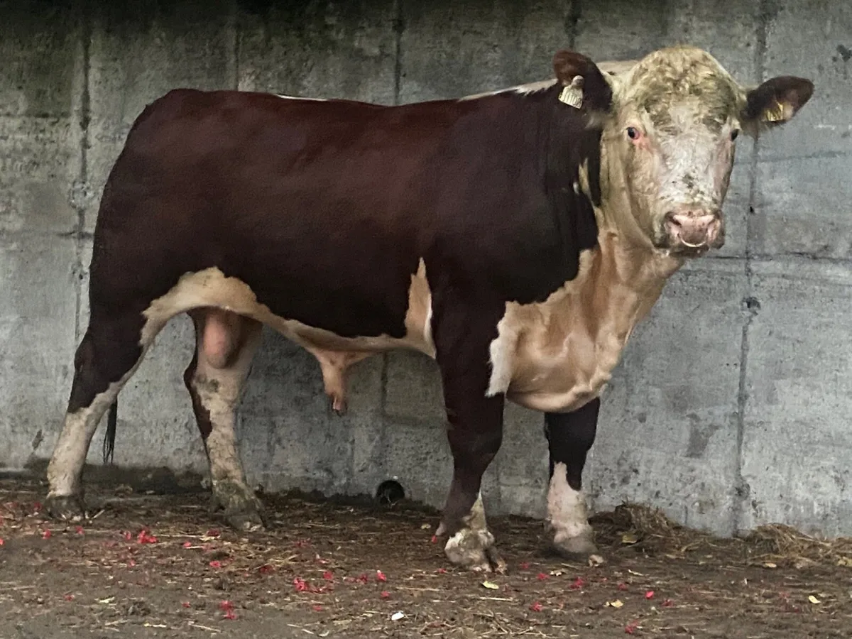 2 Yr old PBR Hereford Bull - Image 1