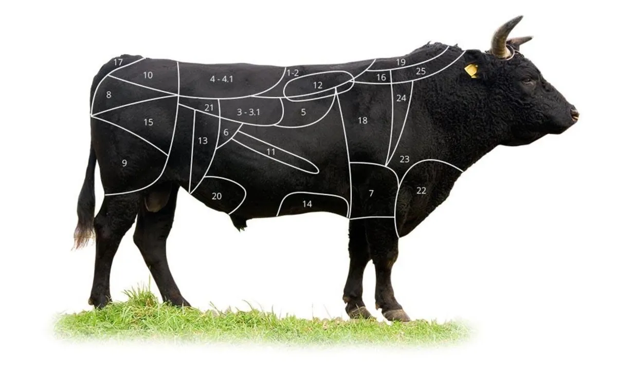 Wagyu cattle