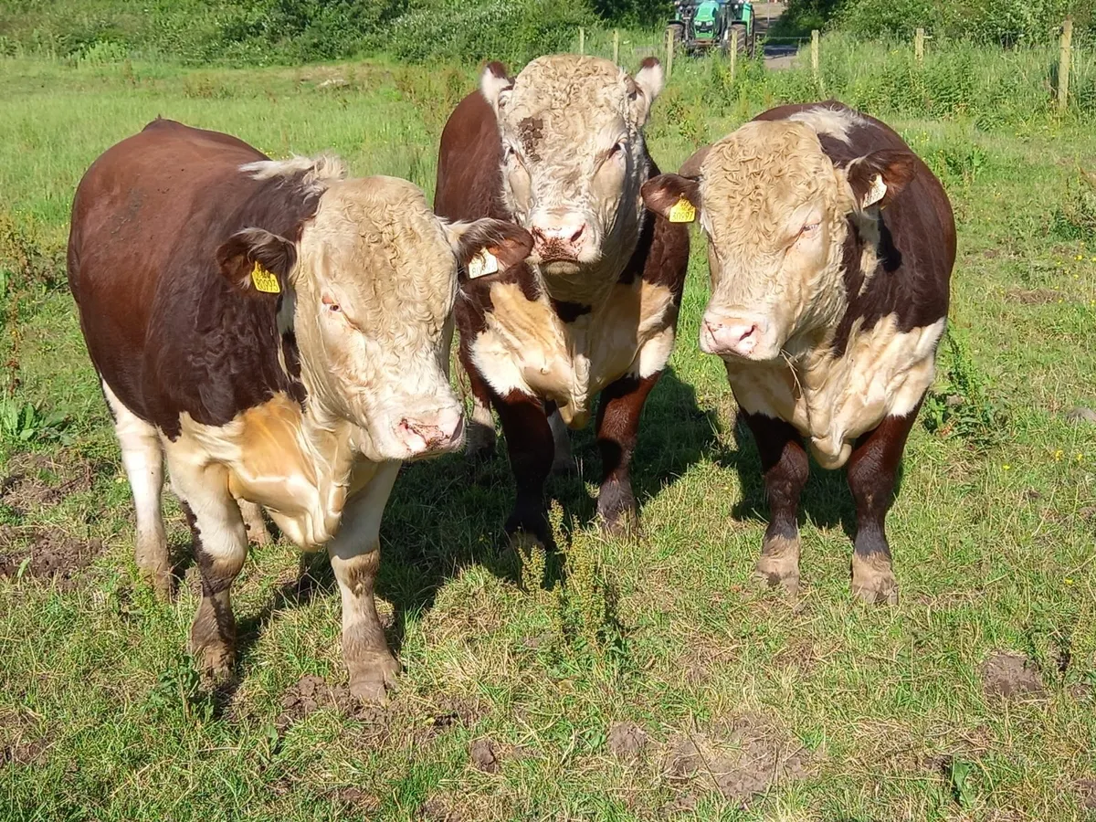 Hereford Bulls - Image 1