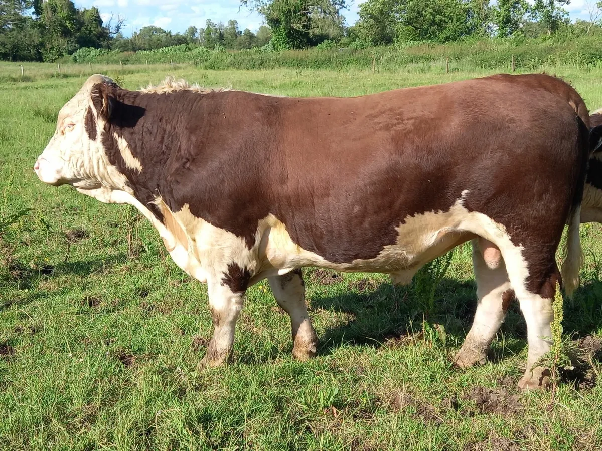 Hereford Bulls - Image 2