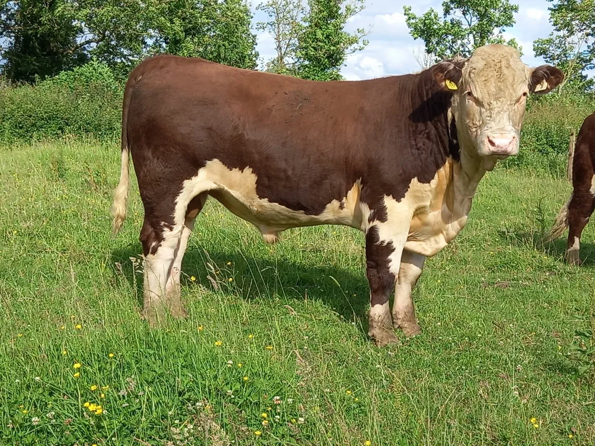 Hereford Bulls - Image 3