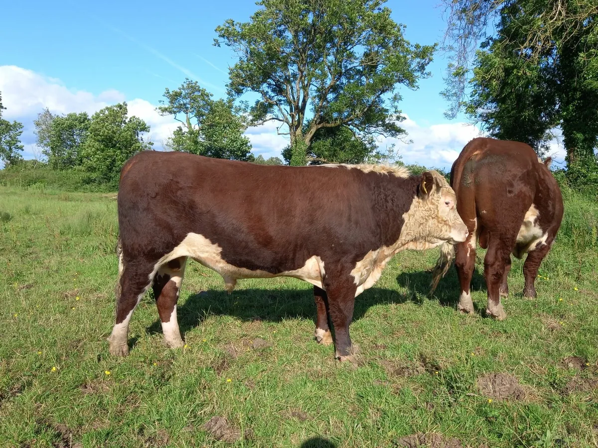 Hereford Bulls - Image 4