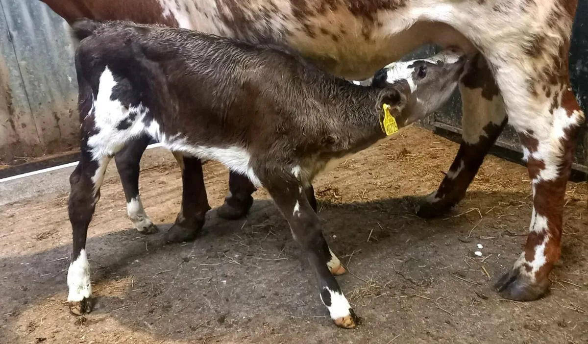 LIMOUSIN  HEIFER  CALF COW  MAKER