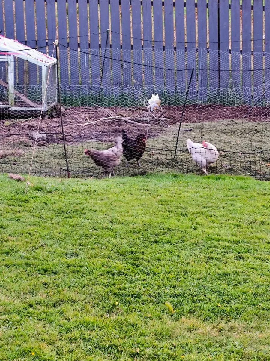 Chicken coop and 3 chickens