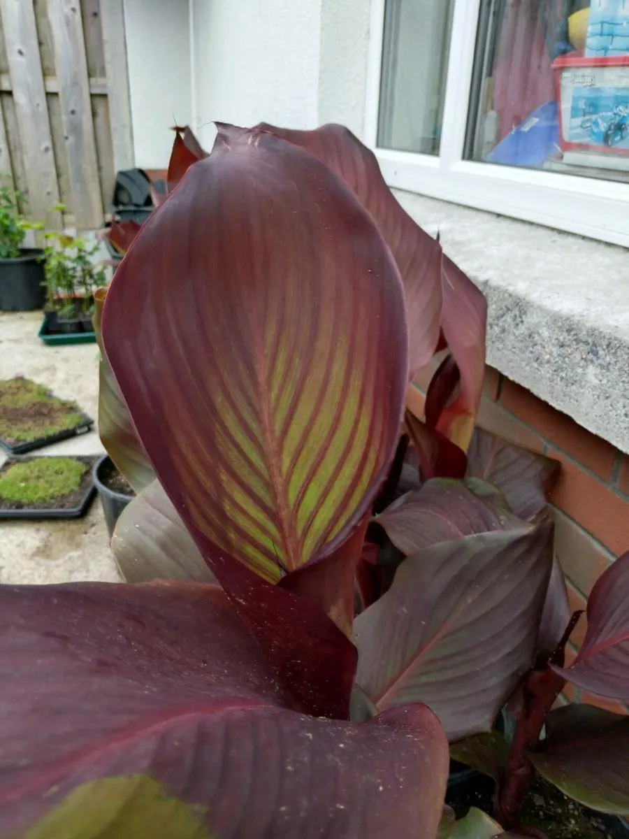 Canna Lilly 4 Litre - Image 3