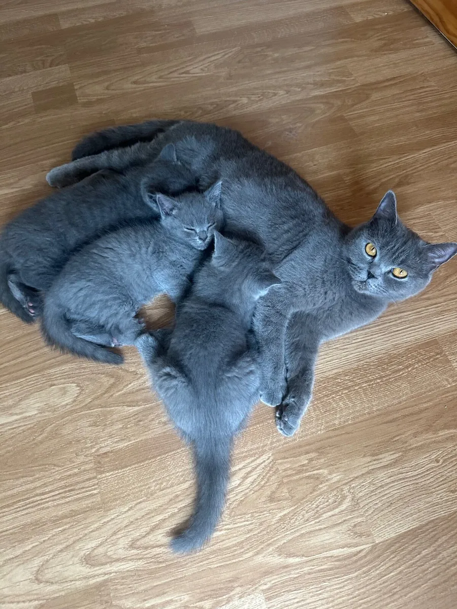 BRITISH SHORTHAIR KITTENS - Image 1