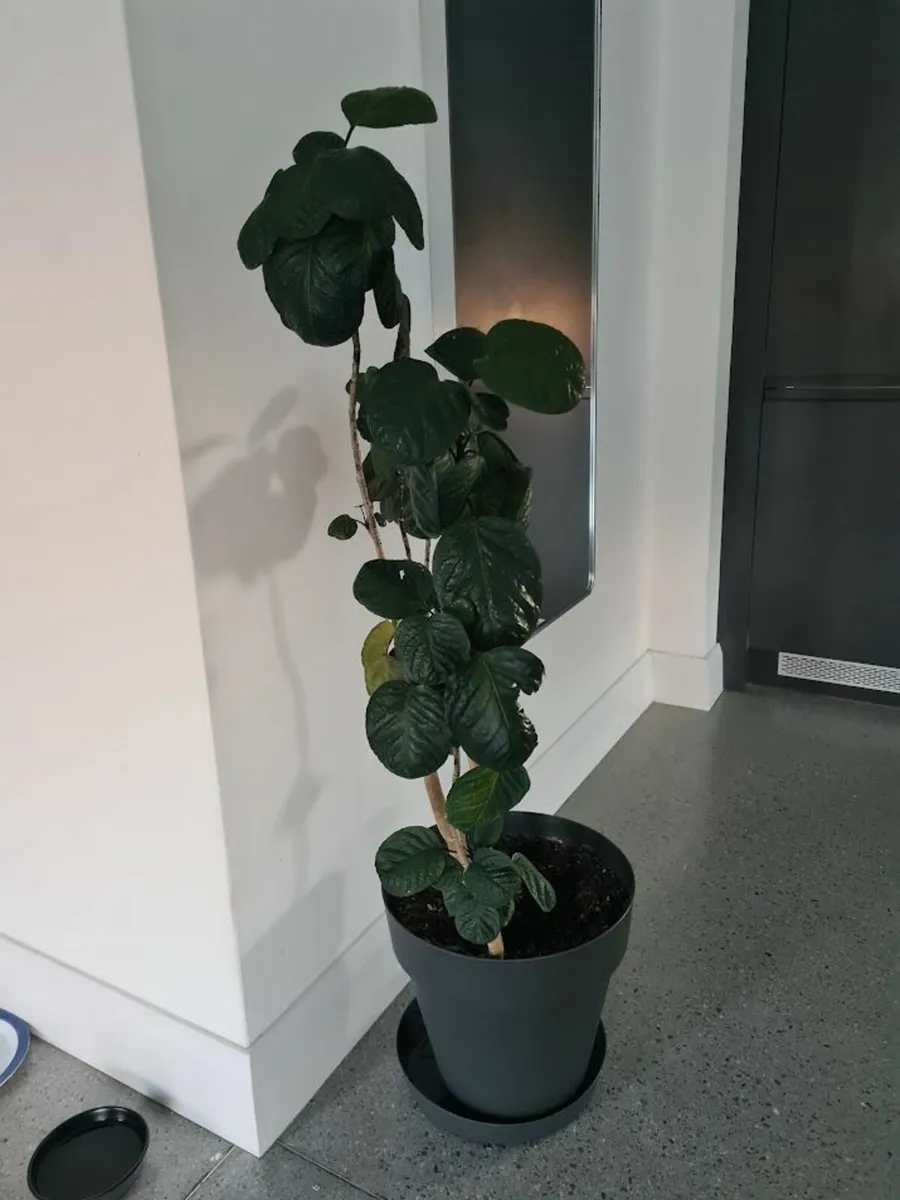 house plant polyscias Fabian.