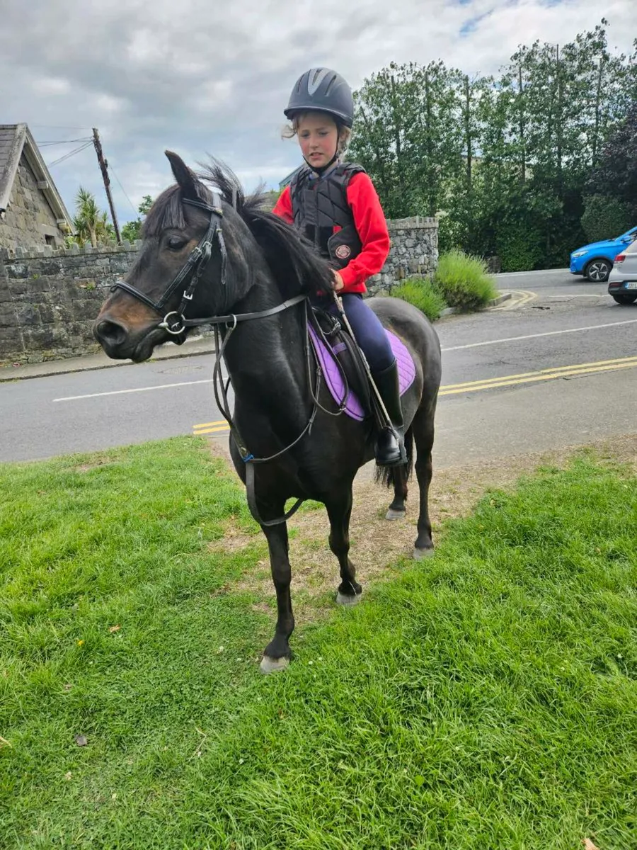 Perfect first pony - Image 2