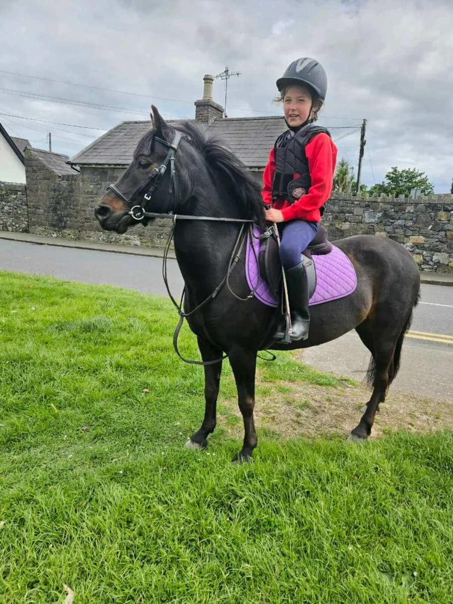 Perfect first pony - Image 1