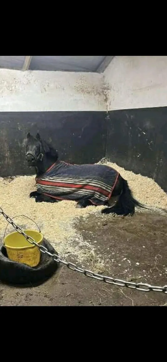 Perfect first pony - Image 4
