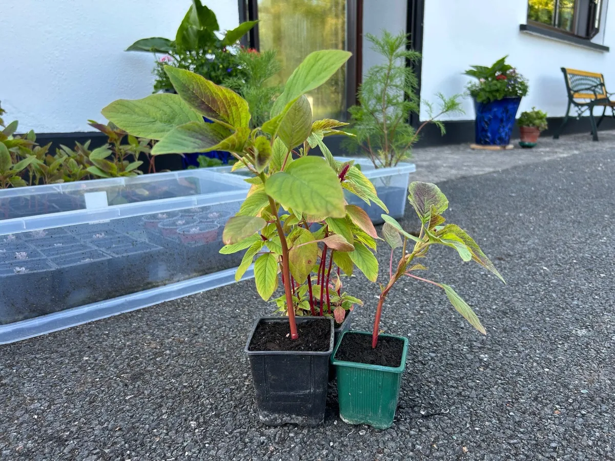 Love-Lies-Bleeding Plants