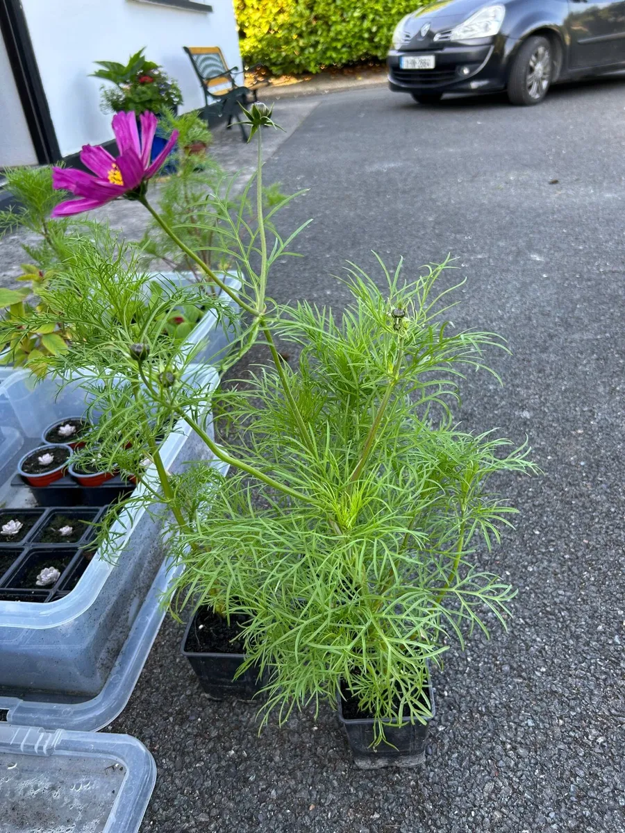 Cosmos Plants