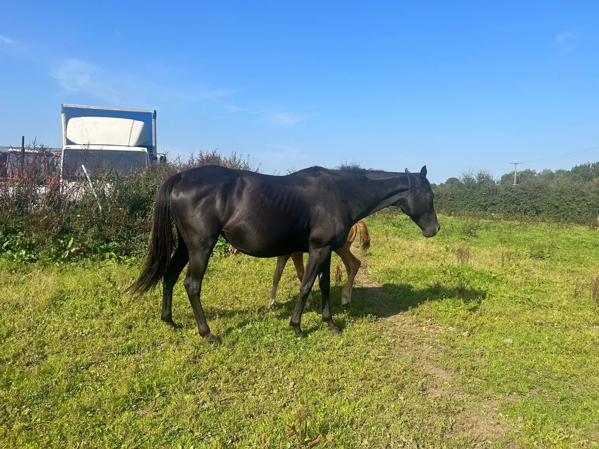 2 Brood Mares for sale - Image 1