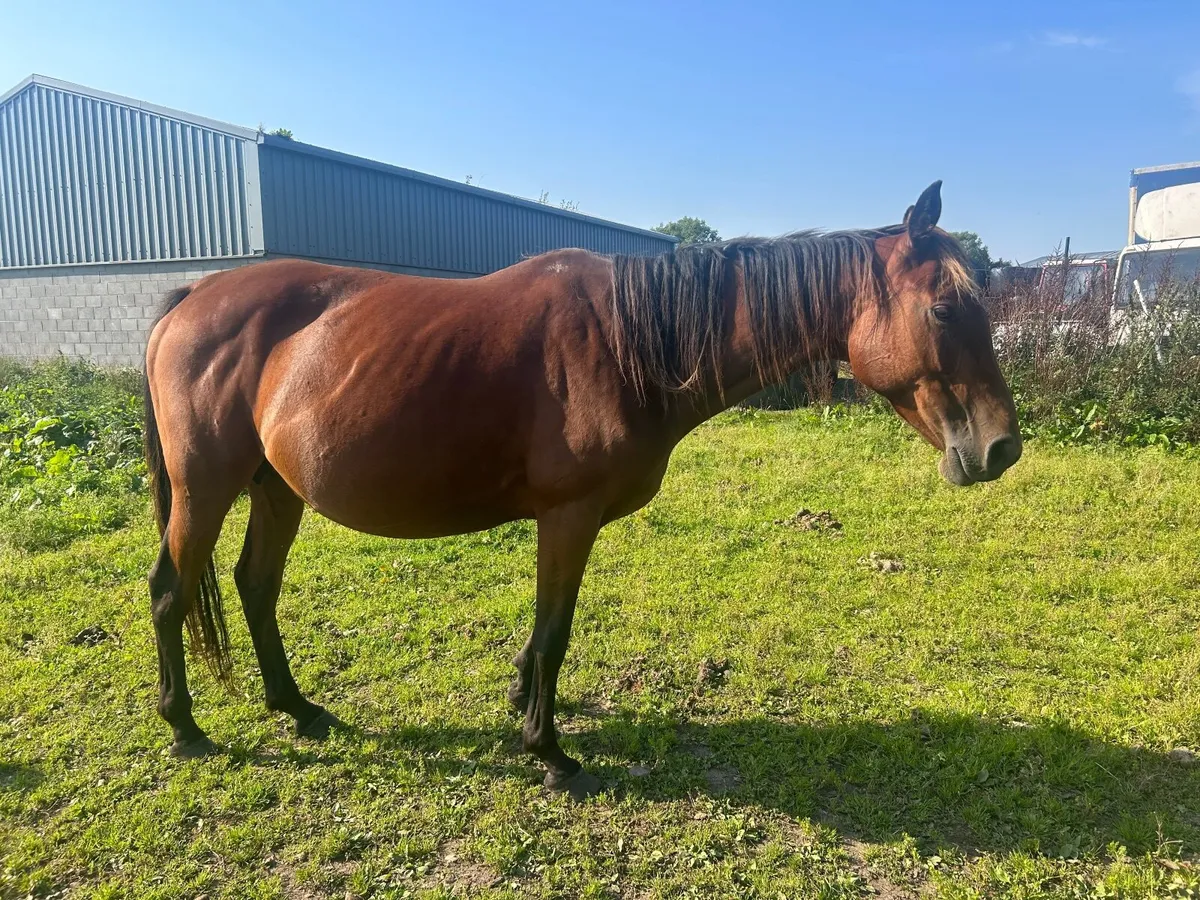 2 Brood Mares for sale - Image 2
