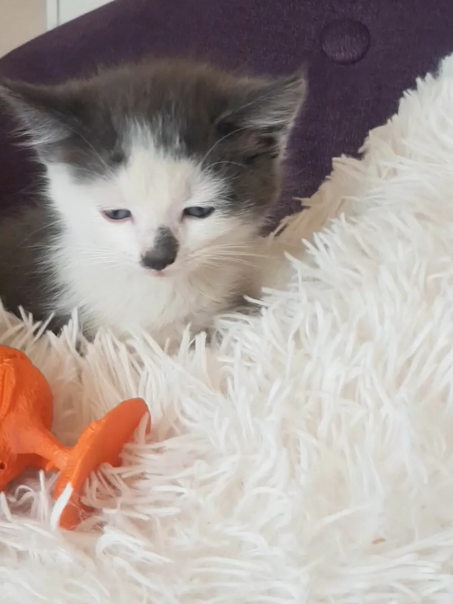 Kittens - Image 2