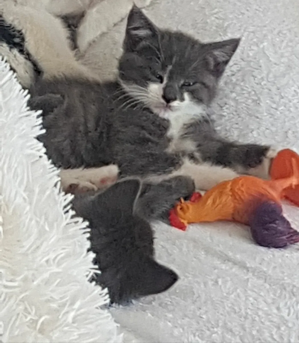 Kittens - Image 1