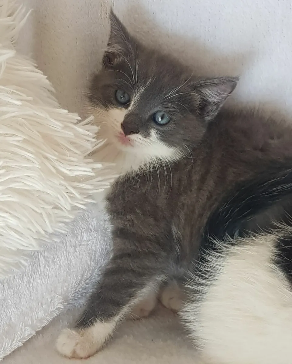 Kittens - Image 3